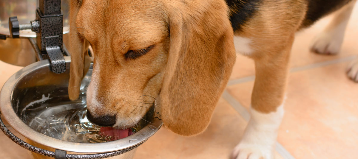 Tränkewasser Chemisch Foto AdobeStock interpas Tränkewasser Chemisch Foto AdobeStock interpas